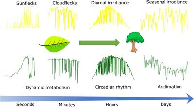 Photosynthetic Acclimation to Fluctuating Irradiance in Plants